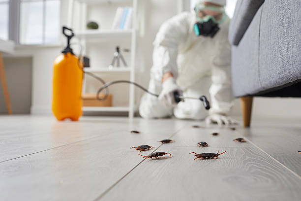 Affordable Termite Control solutions in San Andreas, CA
